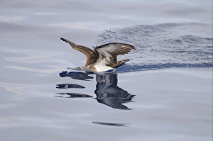 Laccadive Sea Prints: Tropical Shearwater (Puffinus bailloni) adult