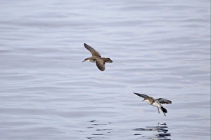 Laccadive Sea Prints: Tropical Shearwater (Puffinus bailloni) two adults