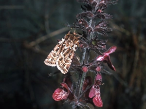 Noctuids Prints: True Lovers Knot (Lycophotia porphyrea) adult