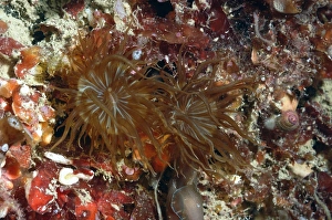 Trumpet Anemone (Aiptasia mutabilis) two adults, with extended tentacles, Brandy Bay, Isle of Purbeck, Dorset, England