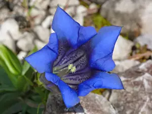 Dolomite Prints: Trumpet Gentian (Gentiana acaulis) close-up of flower