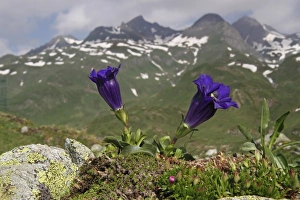 Gentianaceae Prints: Trumpet Gentian (Gentiana acaulis) flowering