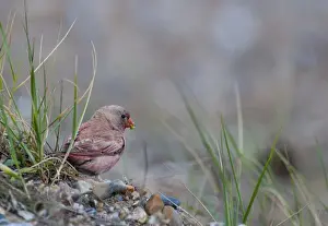 Vagrants Prints: Trumpeter Finch (Rhodopechys githaginea) adult male