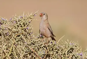 Trumpeter Finch (Rhodopechys githaginea) adult male, feeding on thorny bush, near Erg Chebbi, Morocco, february