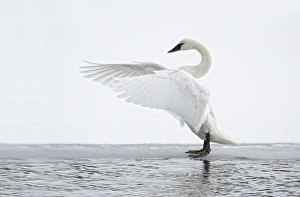 Stretching Prints: Trumpeter Swan (Cygnus buccinator) adult