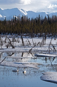 Melts Prints: Trumpeter Swan (Cygnus buccinator) adult pair