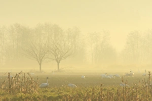 Sunrise Prints: Trumpeter Swan (Cygnus buccinator) flock