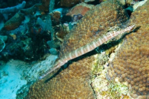 Drifting Prints: Trumpetfish (Aulostomus maculatus) adult