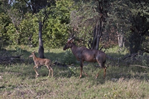 Antelope Prints: Tsessebe female with calf - Botswana. Tesessebe are diurnal and gregarious anilals