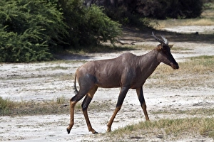 Tsessebe female with calf - Botswana. Tesessebe are diurnal and gregarious anilals