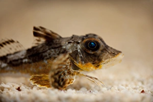 Gravel Prints: Tub Gurnard (Chelidonichthys lucerna) adult