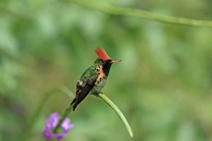Lesser Antilles Prints: Tufted Coquette (Lophornis ornatus) adult male
