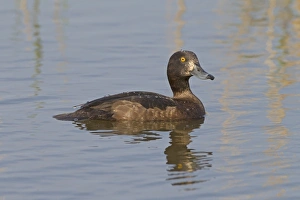 Tufted Duck (Aythya fuligula) adult female, swimming, Cley Marshes Reserve, Cley-next-the-sea, Norfolk, England, May