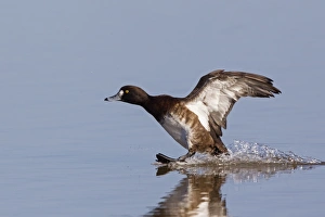 Tufted Duck (Aythya fuligula) adult female, landing on water, Slimbridge, Gloucestershire, England, February