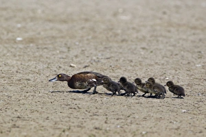 Tufted Duck (Aythya fuligula) adult female, keeping low profile, walking with ducklings, Minsmere RSPB Reserve, Suffolk, England, july