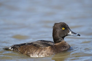 Tufted Duck (Aythya fuligula) adult female, swimming on river, Norfolk, England, April