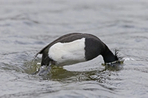 Dive Prints: Tufted Duck (Aythya fuligula) adult male