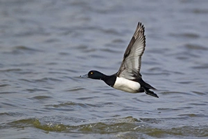Drakes Prints: Tufted Duck (Aythya fuligula) adult male