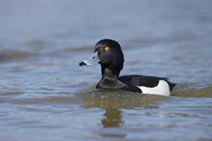 Tufted Duck (Aythya fuligula) adult male, swimming on river, Norfolk, England, April