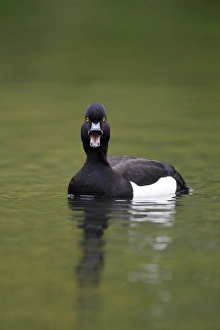 Tufted Duck (Aythya fuligula) adult male, calling, swimming on lake in city parkland, London, England, May