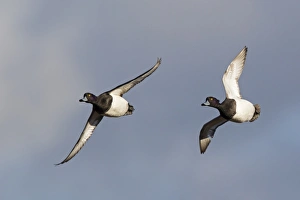 Gloucestershire Prints: Tufted Duck (Aythya fuligula) two adult males