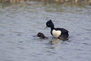 Drakes Prints: Tufted Duck (Aythya fuligula) adult pair