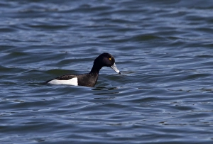 Dduck Prints: Tufted Duck male - spring