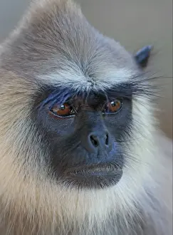 Langurs Prints: Tufted Grey Langur (Semnopithecus priam thersites) adult