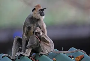 Tufted Grey Langur (Semnopithecus priam thersites) adult female with young, sitting on roof, Sri Lanka, december