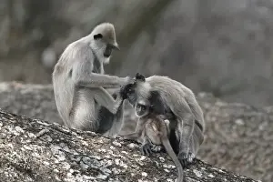 Tufted Grey Langur (Semnopithecus priam thersites) two adult females and baby, mutual grooming, sitting in tree