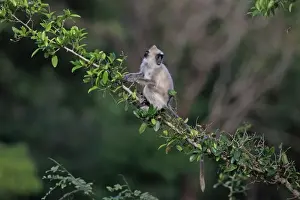 Leaves Prints: Tufted Grey Langur (Semnopithecus priam thersites) juvenile