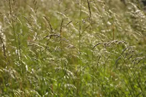 Seed Heads Prints: Tufted Hair-grass (Deschampsia cespitosa) seedheads, Powys, Wales, july