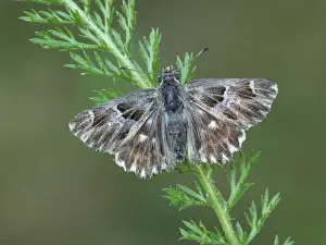 Alpine Prints: Tufted Marbled Skipper (Carcharodus flocciferus) adult female