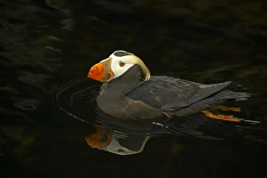 Tufted Puffin (Fratercula cirrhata) adult, breeding plumage, swimming, Oregon, U. S. A