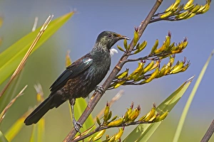 Tui (Prosthemadera novaeseelandiae) adult, with pollen on beak and head, perched on stem, New Zealand, november