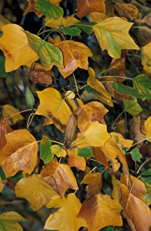 Tulip Tree (Liriodendron tulipifera) October