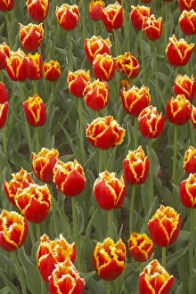 Varieties Prints: Tulip (Tulipa sp. ) Davenport, flowering, Keukenhof Gardens, South Holland, Netherlands