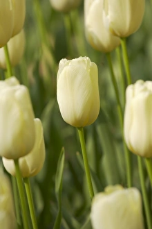 Varieties Prints: Tulip (Tulipa sp. ) Elsie Eloff, flowering, Keukenhof Gardens, South Holland, Netherlands