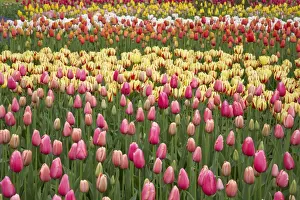 Netherlands Prints: Tulip (Tulipa sp. ) flowering, mass in mixed flowerbed