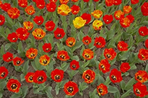 Varieties Prints: Tulip (Tulipa sp. ) Fringed Solstice