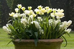 Containers Prints: Tulip (Tulipa sp. ) and Garden Hyacinth (Hyacinthus sp)