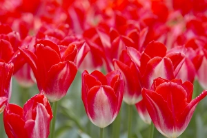 Varieties Prints: Tulip (Tulipa sp. ) Gerrit de Jongh