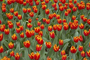 Varieties Prints: Tulip (Tulipa sp. ) Kings Cloak, flowering, Keukenhof Gardens, South Holland, Netherlands