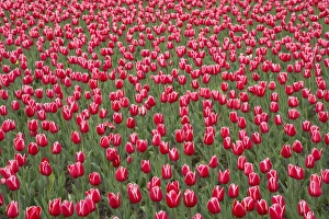 Varieties Prints: Tulip (Tulipa sp. ) Princess Victoria