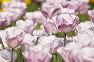 Varieties Prints: Tulip (Tulipa sp. ) Shirley, flowering, Keukenhof Gardens, South Holland, Netherlands