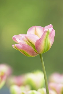 Varieties Prints: Tulip (Tulipa sp. ) Viridiflora Groenland