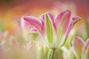 Varieties Prints: Tulip (Tulipa sp. ) Viridiflora Virichic