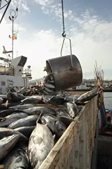 Caught Prints: Tuna catch being unloaded on quayside