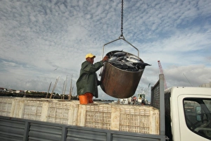 Transports Prints: Tuna fisherman with catch being unloaded on quayside