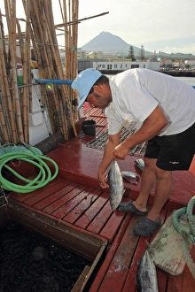 Caught Prints: Tuna fisherman preparing bait on boat